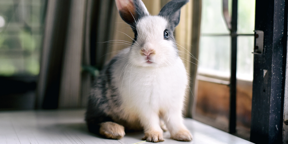 Are Rabbit Droppings Bad For Dogs